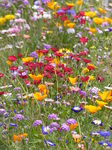 FZ030498 Wild flowers in Barry.jpg